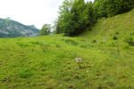 2014-07-05_Laengental-N-Hochweg (289). JPG